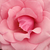 Różowy  - Róża wielkokwiatowa - Hybrid Tea - Meichim